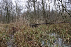 Op zoek naar de tjiftjaf in Spierbroek