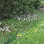 Wilde planten wandeling Velt