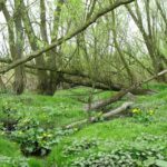 Plantenwandeling - Hof ter Zielbeek