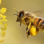 Ecotuinendag Abdij Bornem