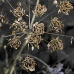 Over wortels en zaden - Branst bos en heide