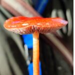 Paddenstoelen voor goden of doden? - Hof ter Zielbeek