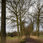 Midwinterwandeling