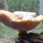 Kennismaking met de wondere wereld van de paddenstoelen
