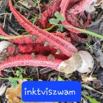 Paddenstoelenwandeling 2 - Hof  van Coolhem