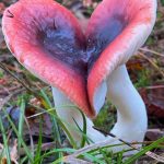 Paddenstoelenwandeling 1 - Branst bos