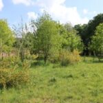 De lente begint in het abdijpark van Bornem