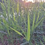 Stiltewandeling - De Notelaer