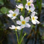 Waterviolier