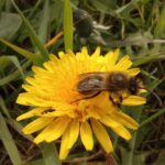 BIJ-zondere insecten!