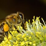 Week van de bij - bijenwandeling Hof van Coolhem