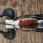 Vogels spotten op het Noordelijk eiland