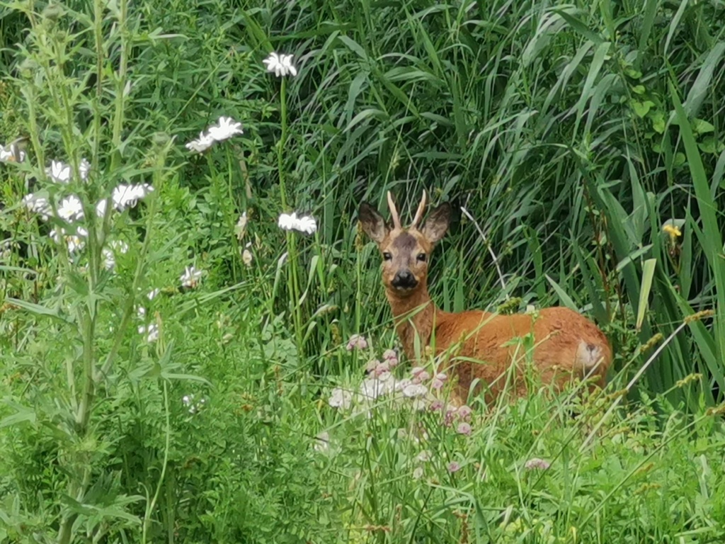 Jong reetje in een tuin