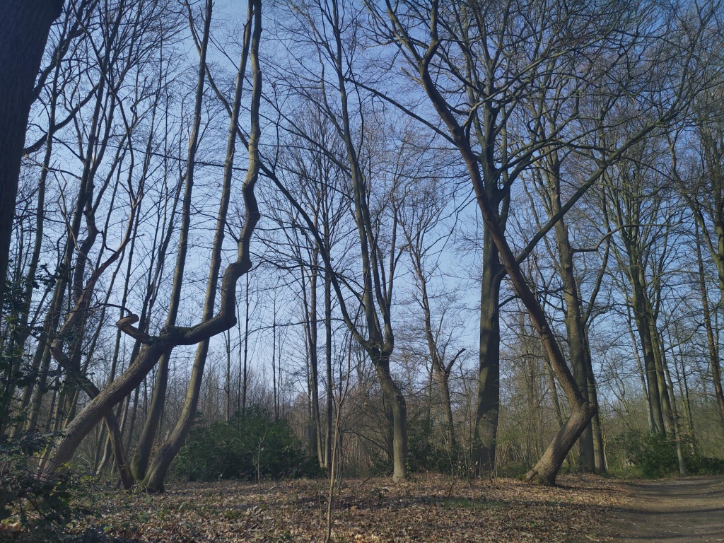 Bizarre boomgroei