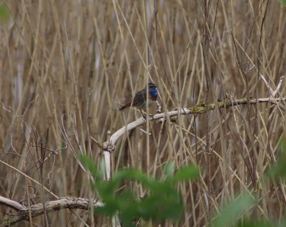 blauwborst