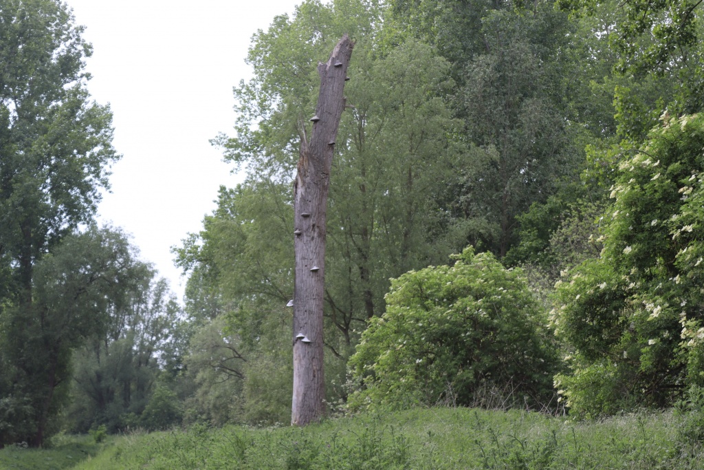 tonderzwammen.JPG