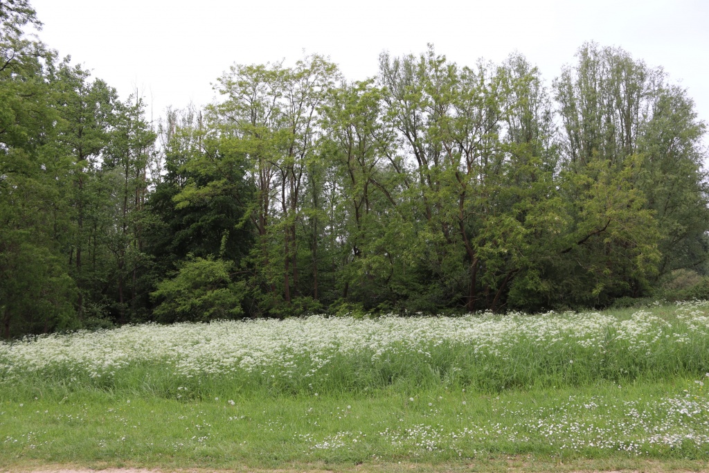 veld fluitekruid.JPG