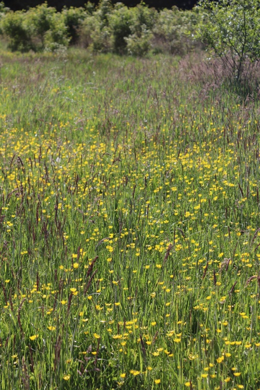 bloemenweide nabij poeltje.JPG