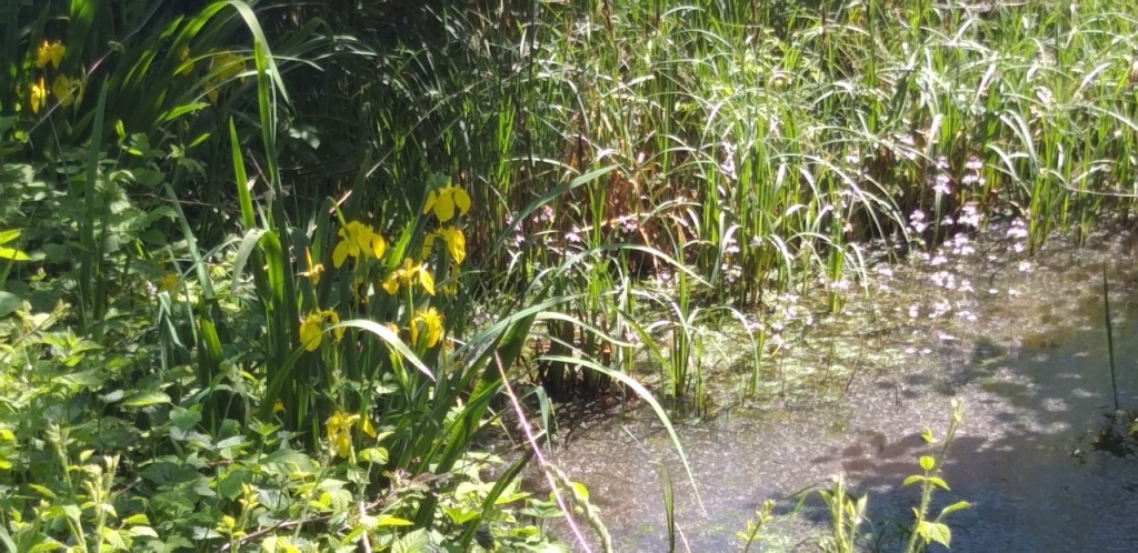 Groene sloten