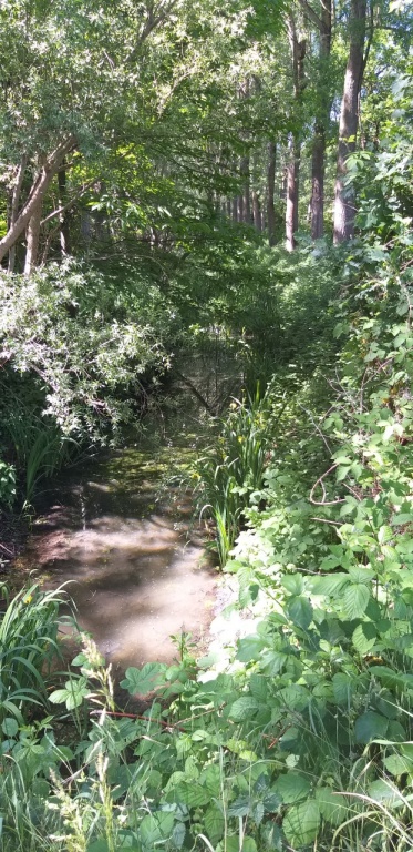 Groene sloten