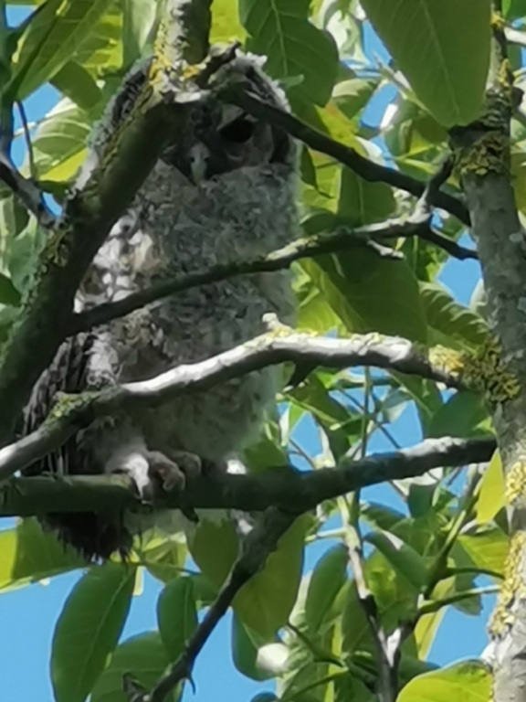 Bosuilskuiken Bosuilskuiken