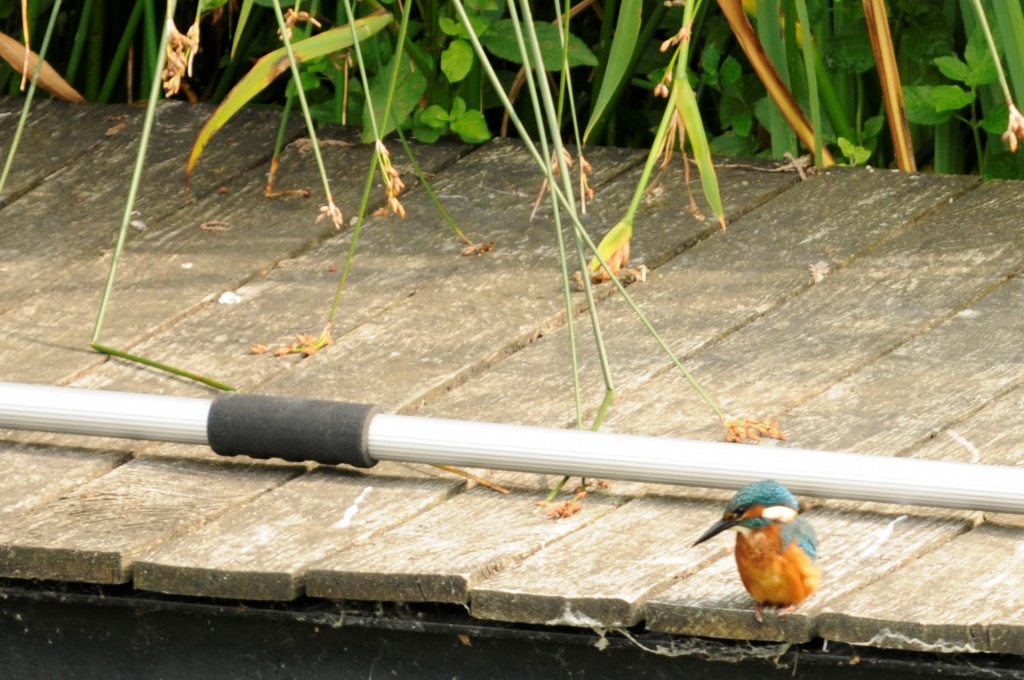 Ijsvogel zoekt lekkers