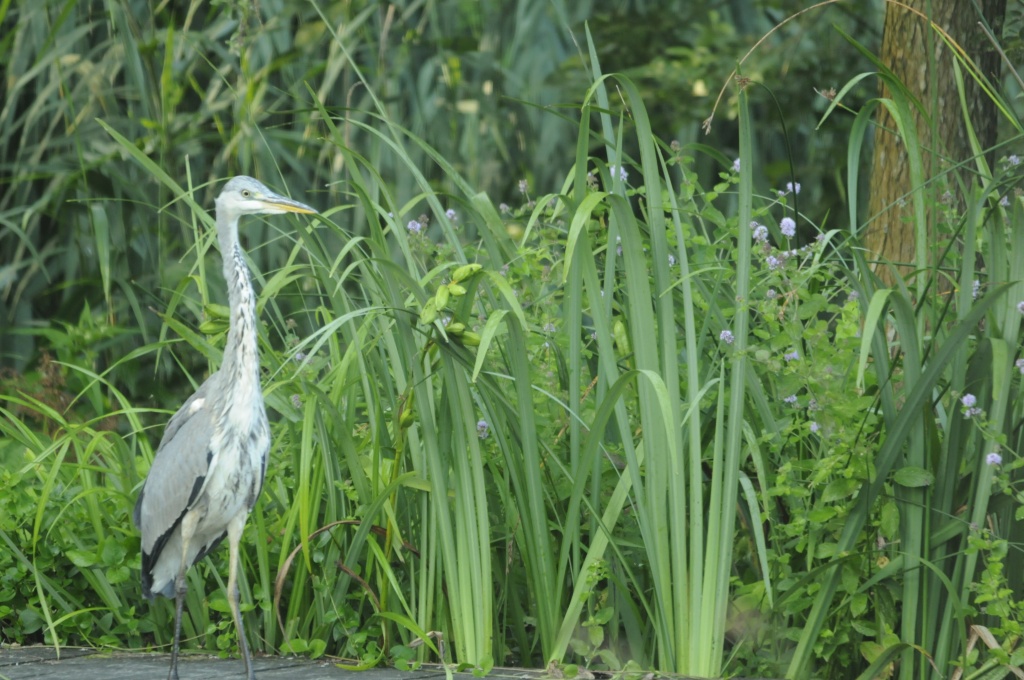 Blauwe reiger