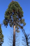 mammoetboom of reuzensequoia