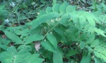 gewone salamonszegel