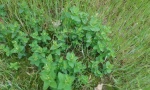 Marjolein