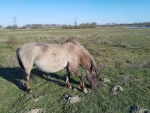 Konikpaard