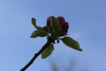 bloem Bernardusappel