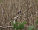 blauwborst