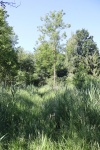 achterweert.JPG